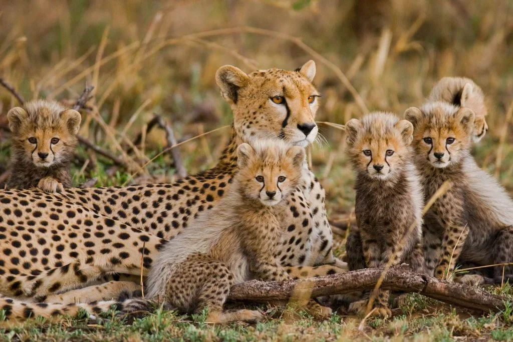 5-Day Northern Circuit Big Five Experience