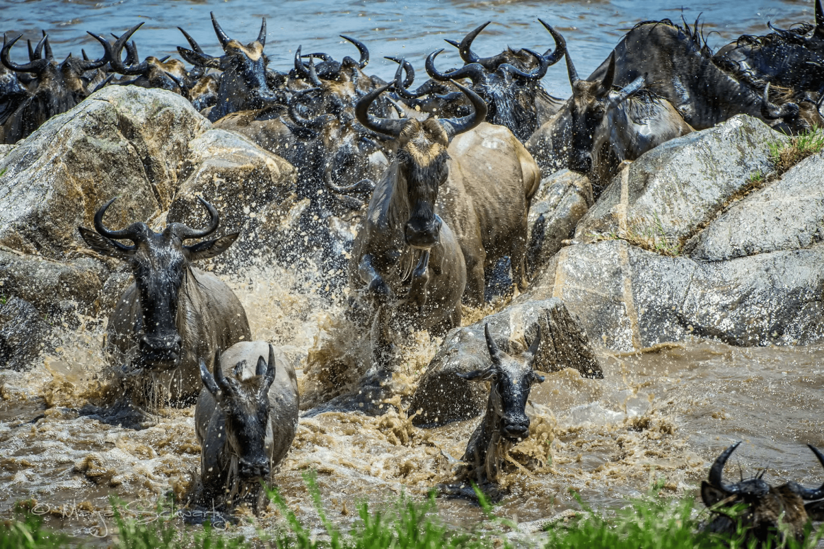 8-Day Great Migration Safari